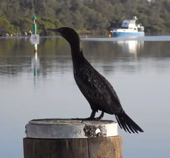 Dokumentasi Phalacrocorax sulcirostris