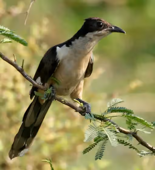 Dokumentasi Clamator jacobinus