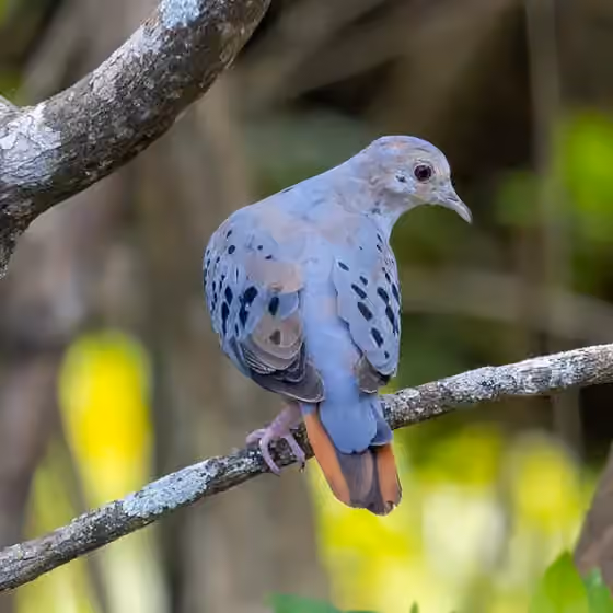 Dokumentasi Claravis pretiosa