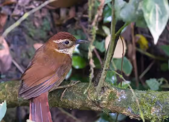 Dokumentasi Clibanornis dendrocolaptoides