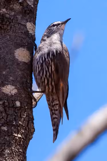 Dokumentasi Climacteris affinis