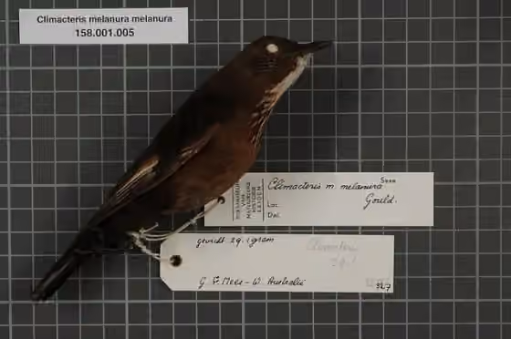 Spesimen koleksi Climacteris melanurus dengan label koleksi