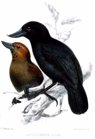 Ilustrasi Clytoctantes alixii