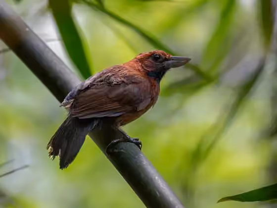 Dokumentasi Clytoctantes atrogularis