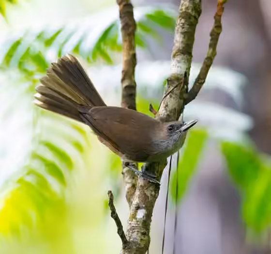 Dokumentasi Clytorhynchus vitiensis