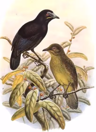 Ilustrasi Cnemophilus loriae
