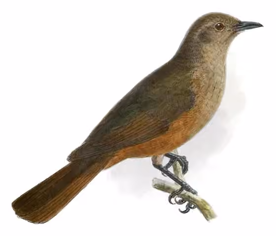 Ilustrasi Colluricincla woodwardi