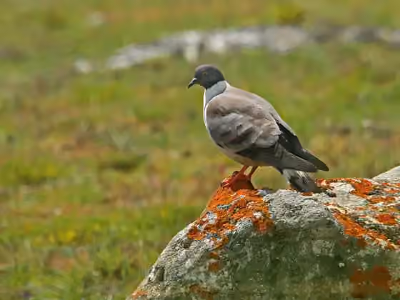 Dokumentasi Columba leuconota