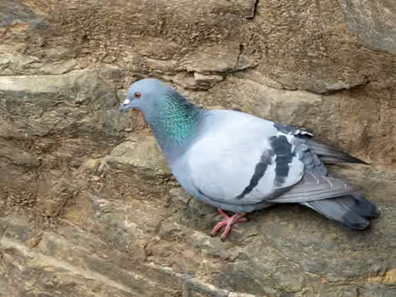 Dokumentasi Columba livia