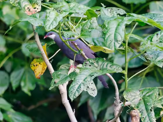 Dokumentasi Columba vitiensis