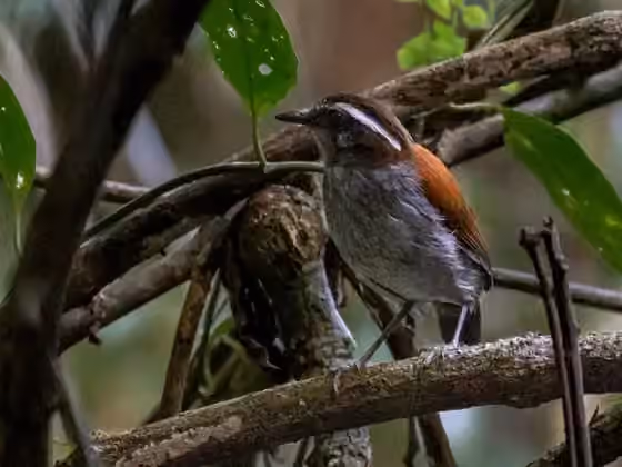 Dokumentasi Conopophaga melanogaster