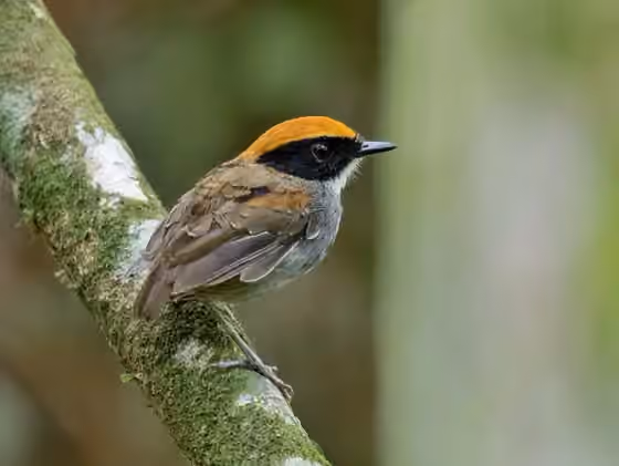 Dokumentasi Conopophaga melanops
