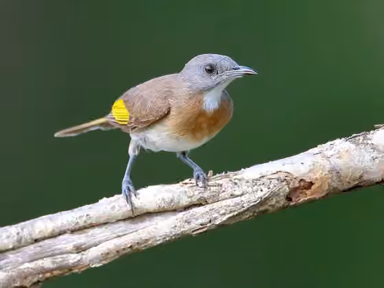 Dokumentasi Conopophila albogularis