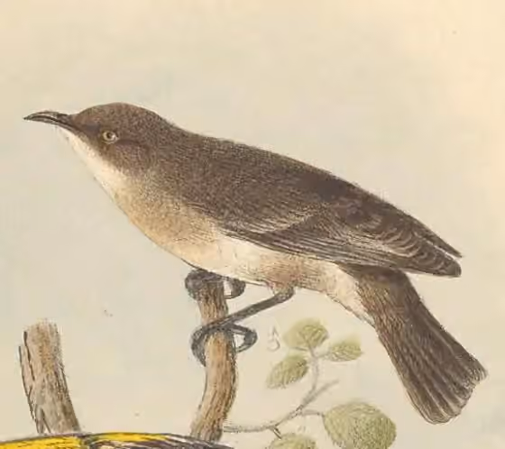 Ilustrasi Conopophila whitei