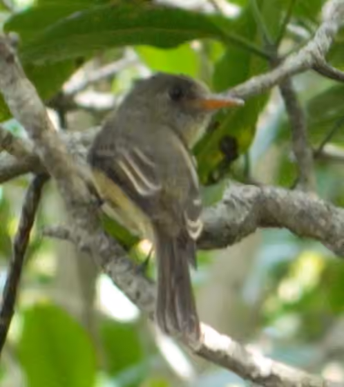 Dokumentasi Contopus latirostris
