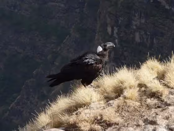 Dokumentasi Corvus crassirostris