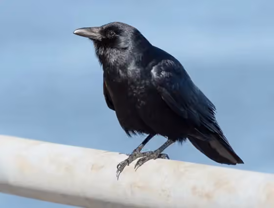 Dokumentasi Corvus ossifragus