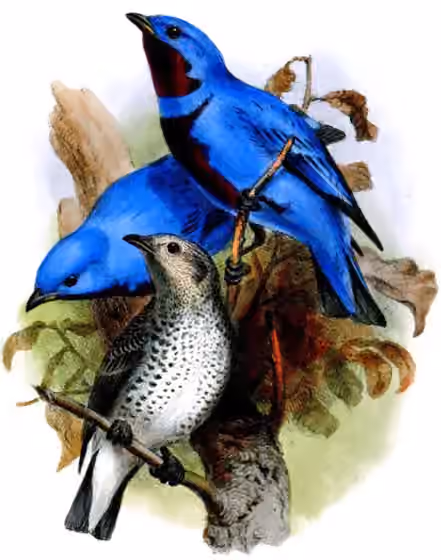Ilustrasi Cotinga amabilis