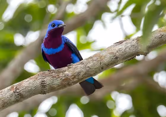 Dokumentasi Cotinga maculata