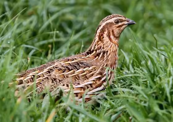 Dokumentasi Coturnix coturnix