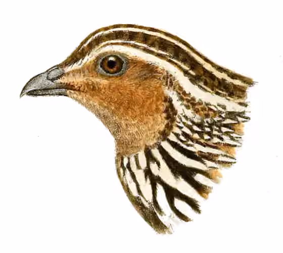 Ilustrasi Coturnix pectoralis