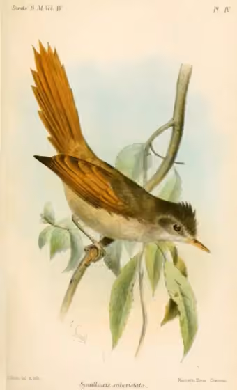 Ilustrasi Cranioleuca subcristata