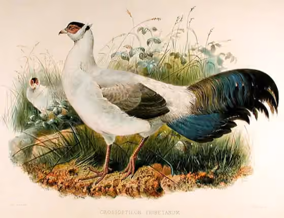 Ilustrasi Crossoptilon harmani