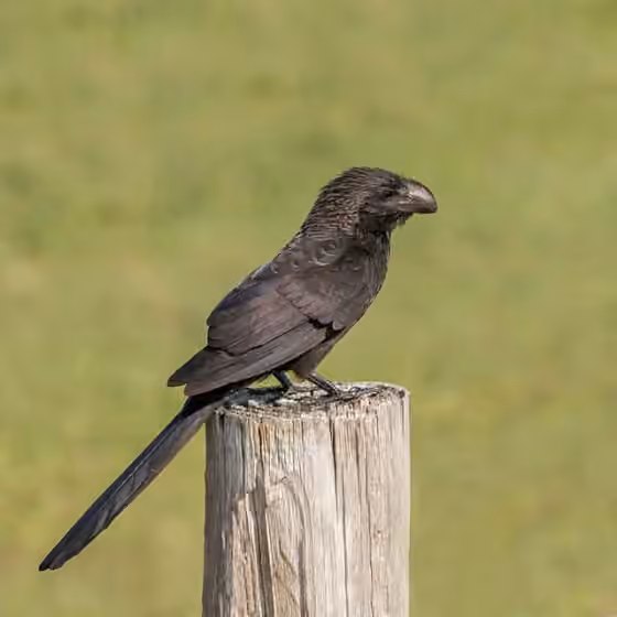 Dokumentasi Crotophaga ani