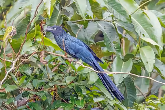 Dokumentasi Crotophaga major