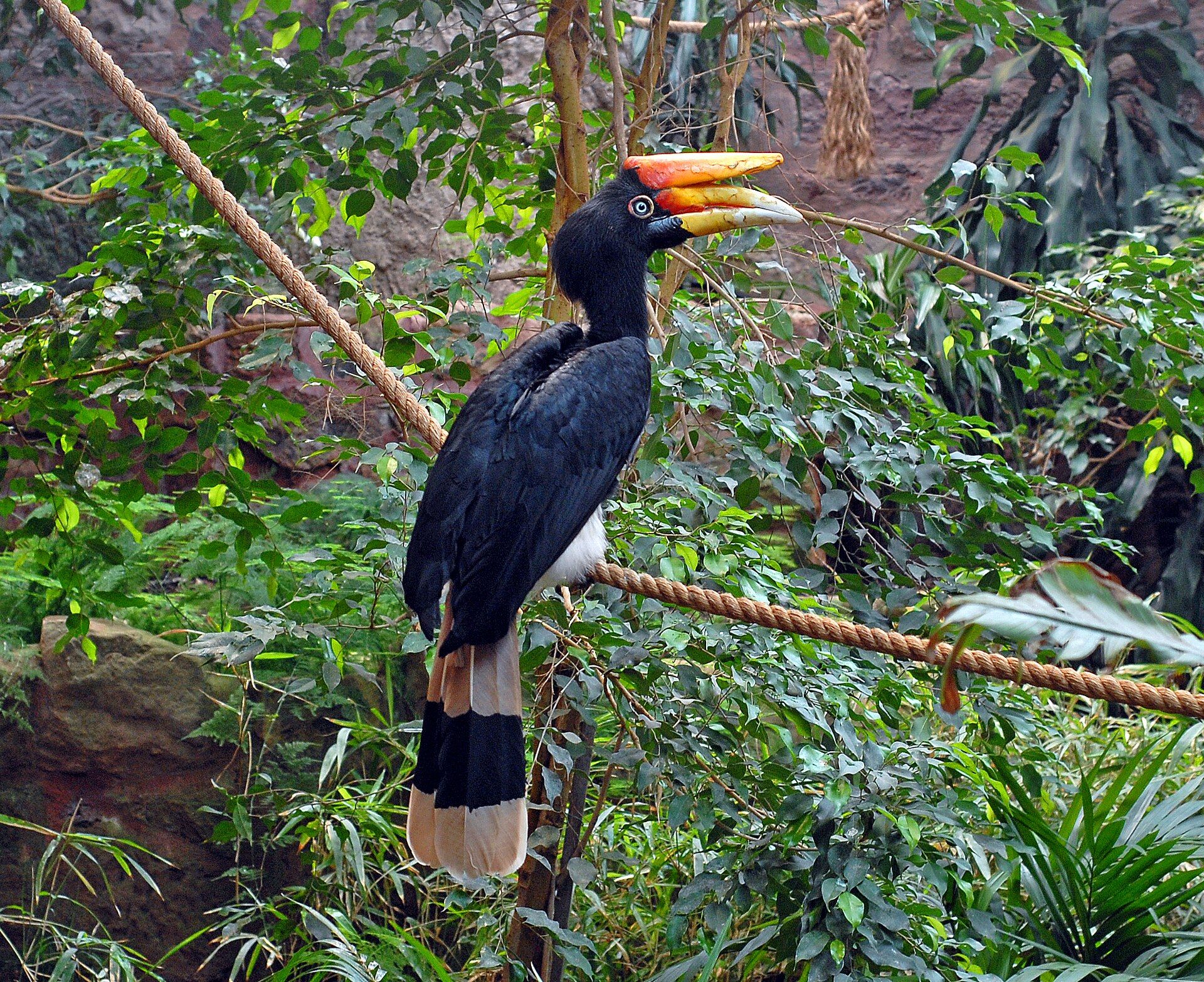 Rangkong badak bertengger; paruh dan balung tampak jelas.