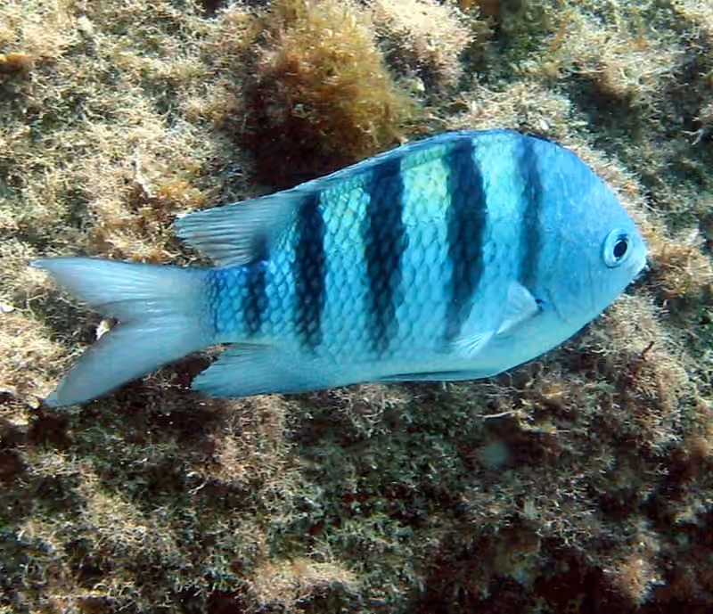 Dokumentasi Abudefduf saxatilis