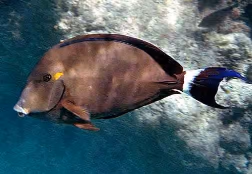 Dokumentasi Acanthurus blochii