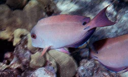 Dokumentasi Acanthurus nigrofuscus