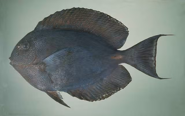 Dokumentasi Acanthurus nubilus