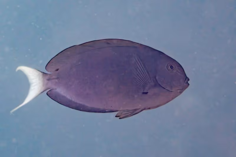 Dokumentasi Acanthurus thompsoni