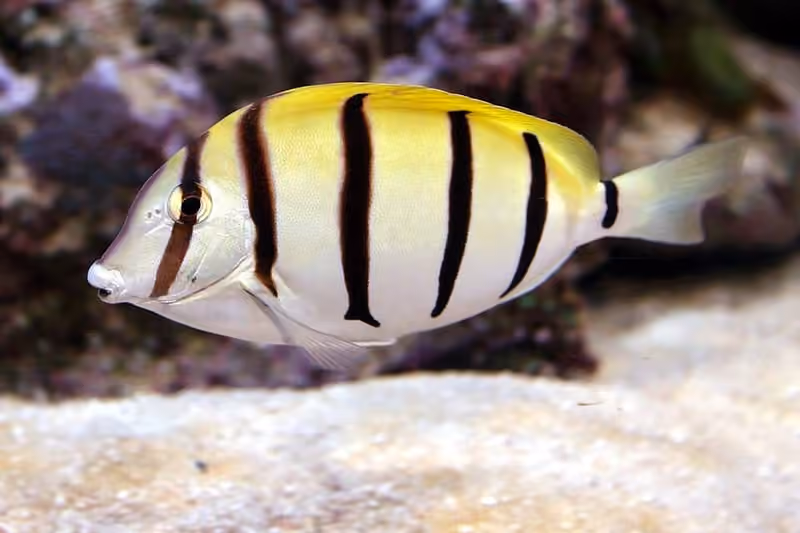 Dokumentasi Acanthurus triostegus