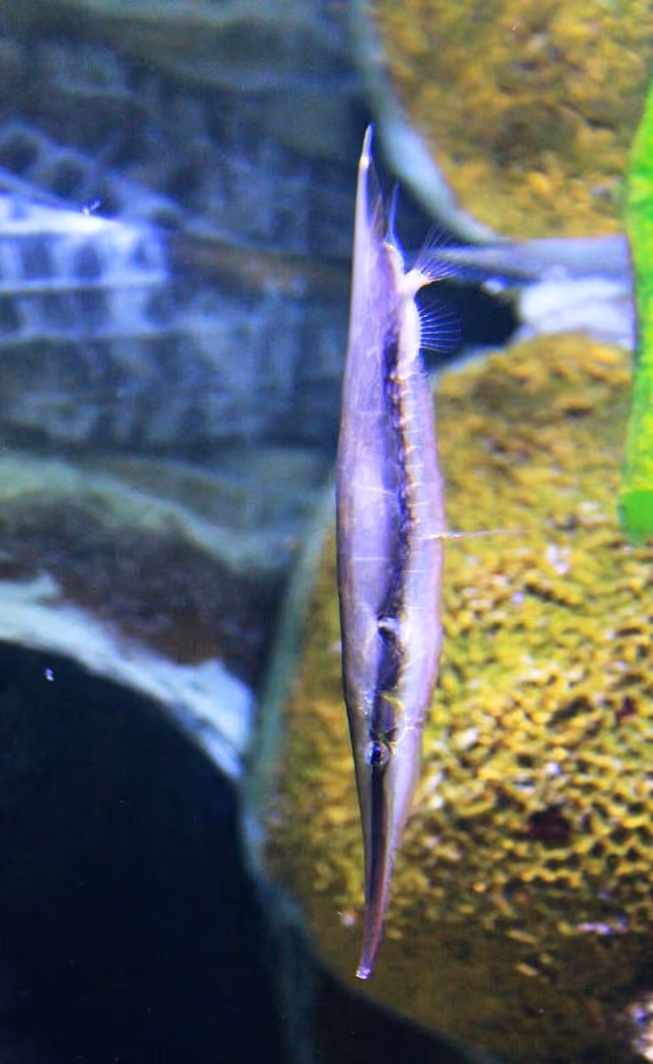Dokumentasi Aeoliscus strigatus