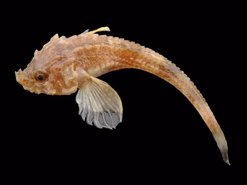 Dokumentasi Agonus cataphractus