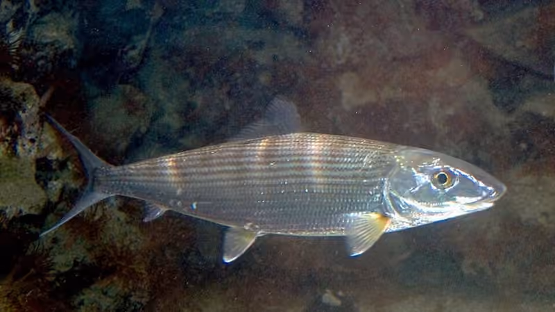 Dokumentasi Albula vulpes