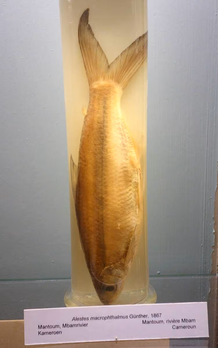 Dokumentasi Alestes macrophthalmus