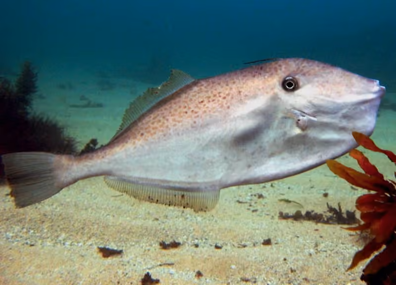 Dokumentasi Aluterus monoceros