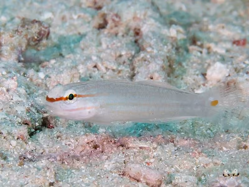 Dokumentasi Amblygobius decussatus