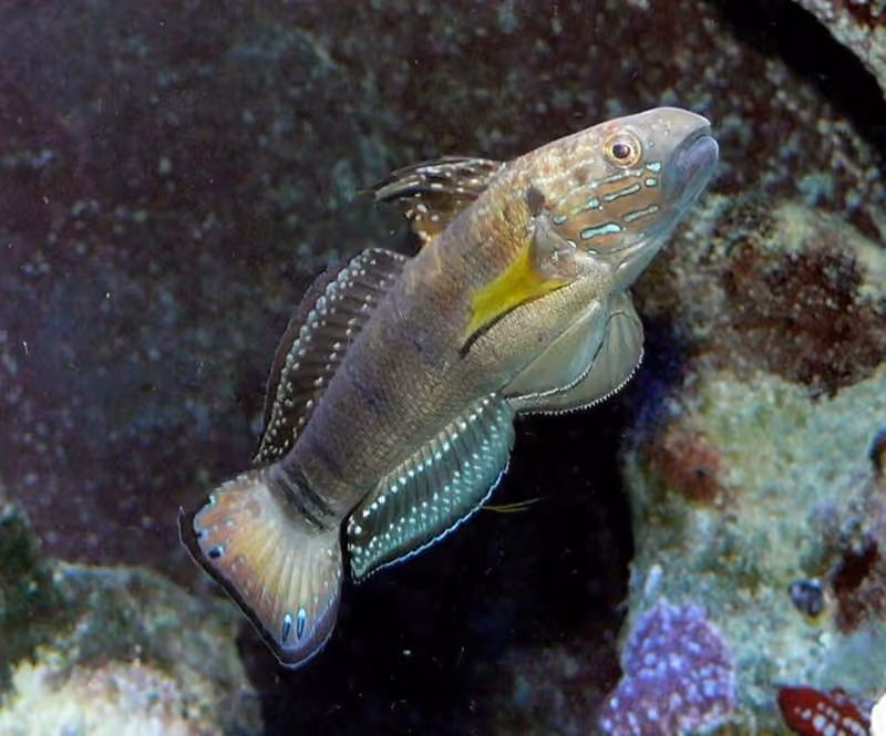 Dokumentasi Amblygobius phalaena