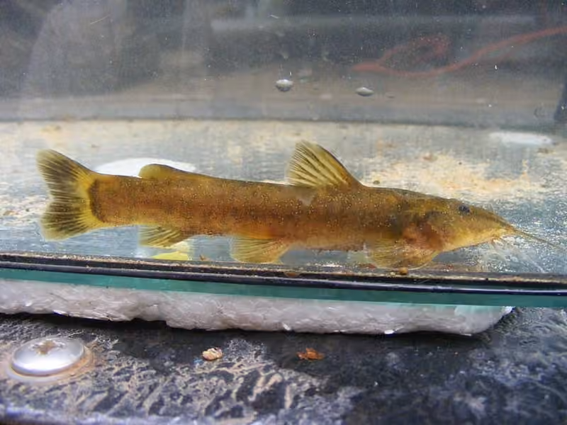 Dokumentasi Amphilius uranoscopus
