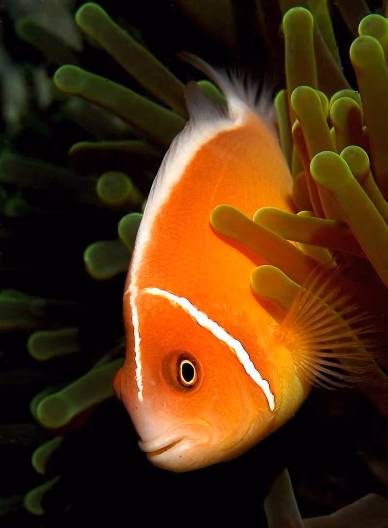 Dokumentasi Amphiprion perideraion