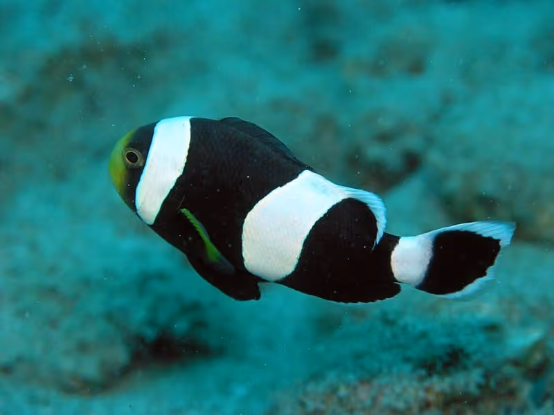 Dokumentasi Amphiprion polymnus
