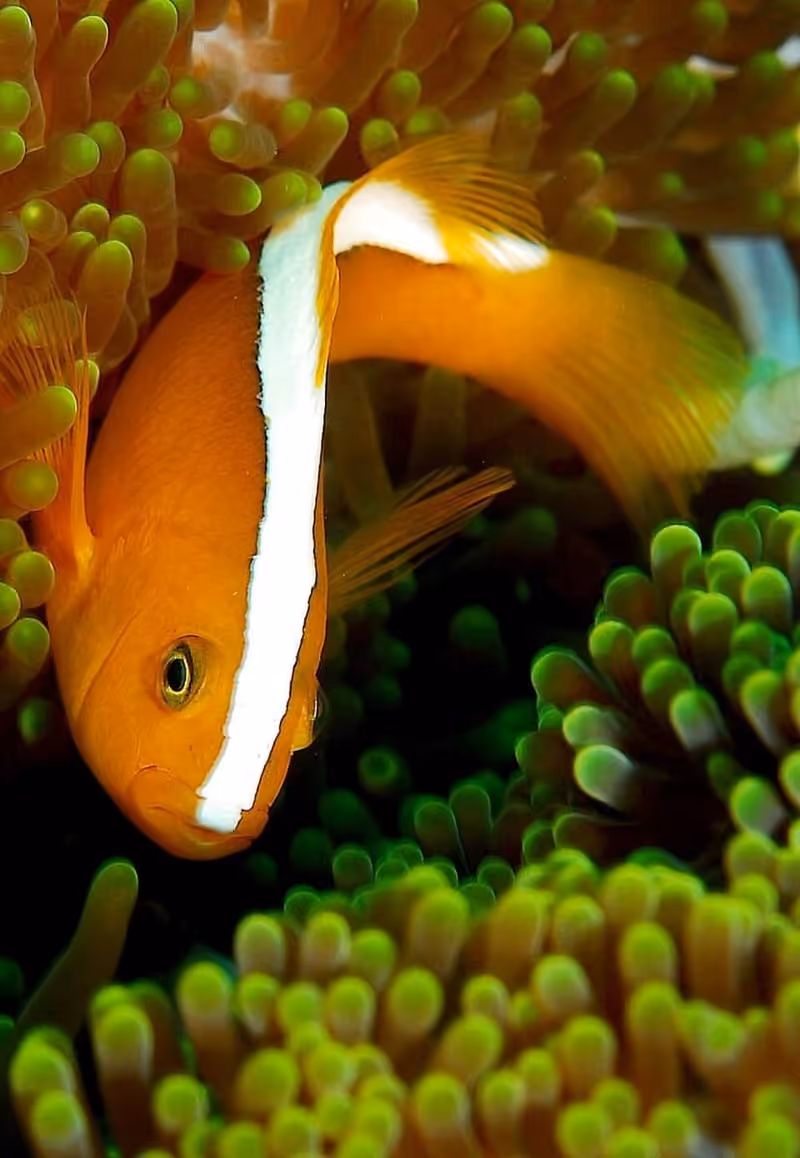 Dokumentasi Amphiprion sandaracinos