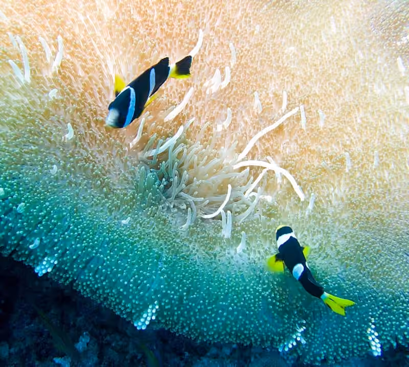 Dokumentasi Amphiprion sebae