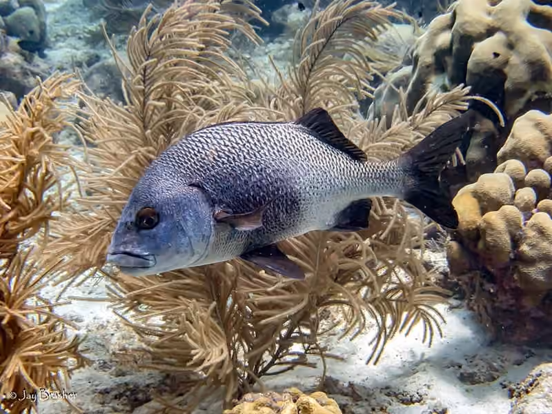 Dokumentasi Anisotremus surinamensis