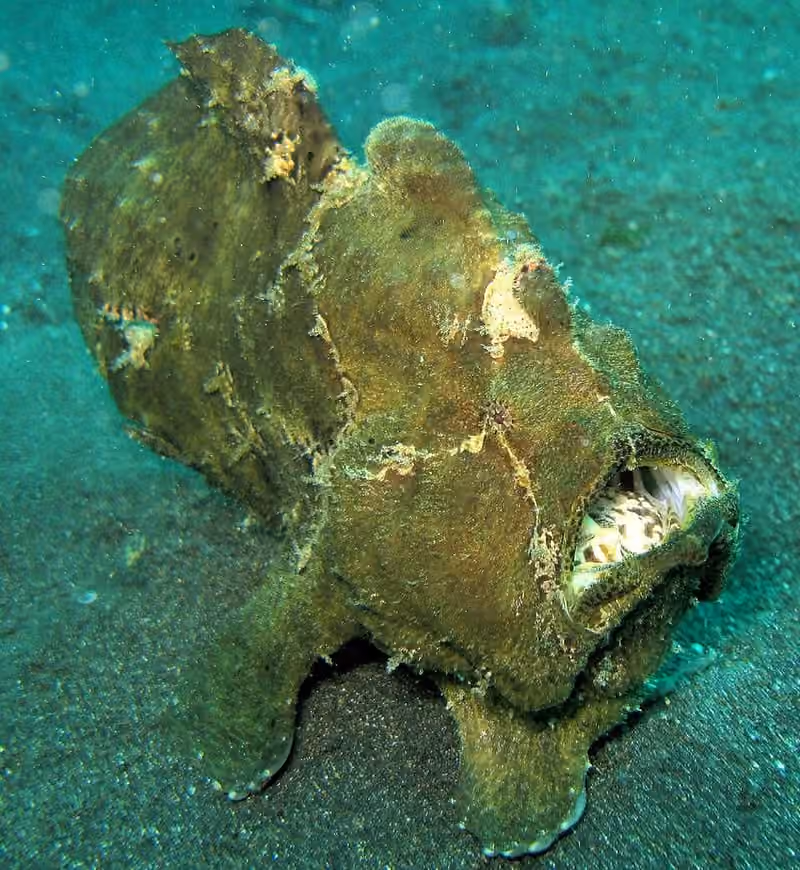 Dokumentasi Antennarius commerson